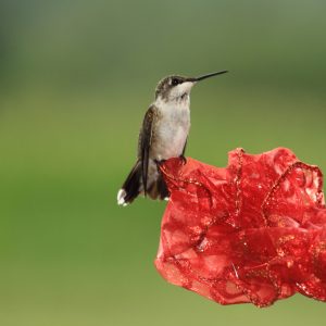 Hocking Hills Cabin Rental Hummingbirds